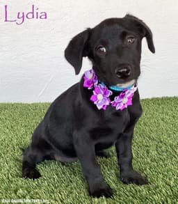 Lydia image 1