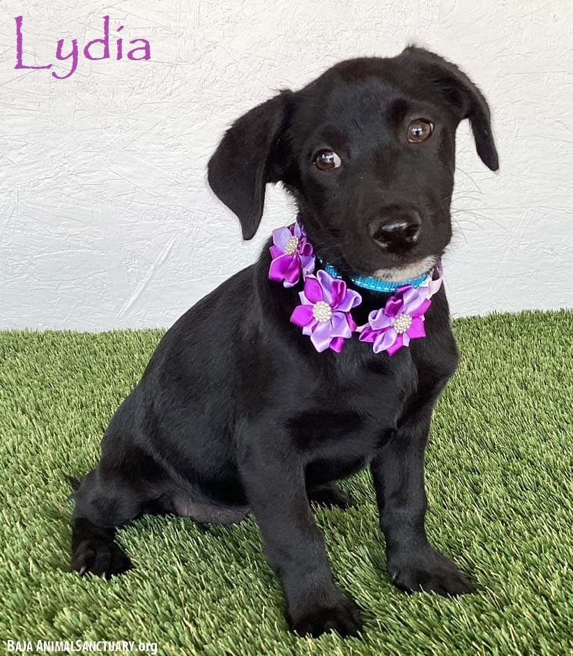 Lydia - Black Labrador Retriever