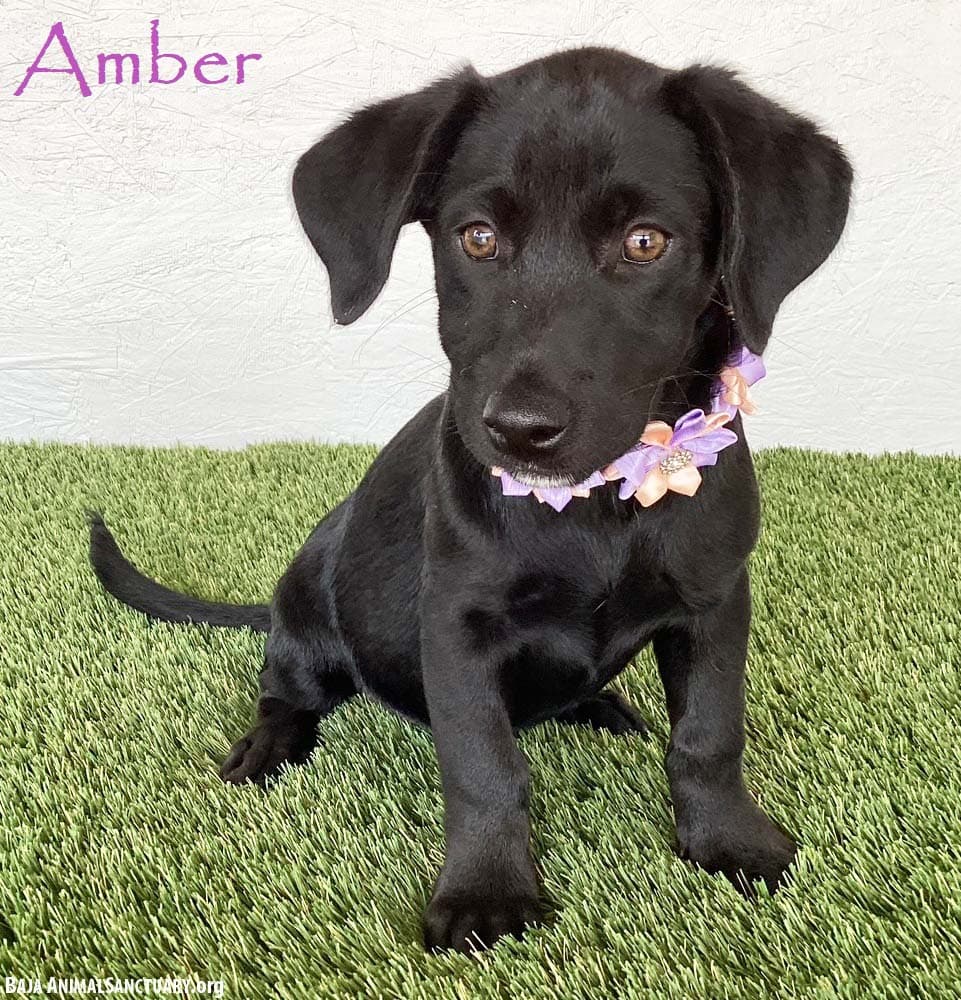 Amber - Black Labrador Retriever