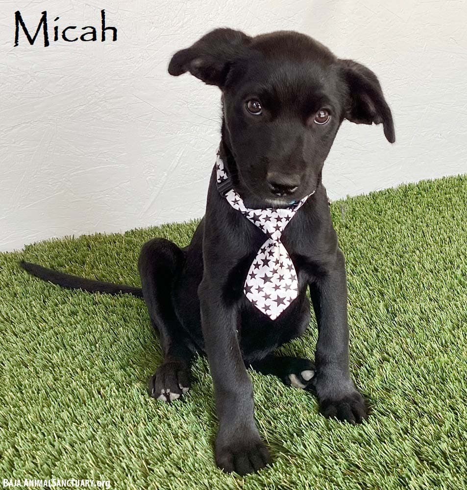 Micah - Black Labrador Retriever