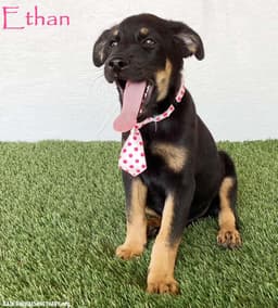 Ethan image 1