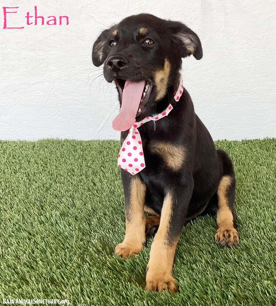 Ethan - Rottweiler