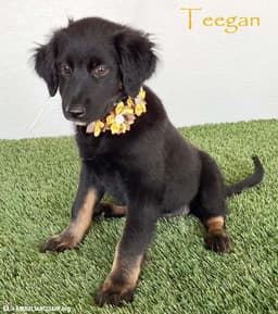 Teegan image 1