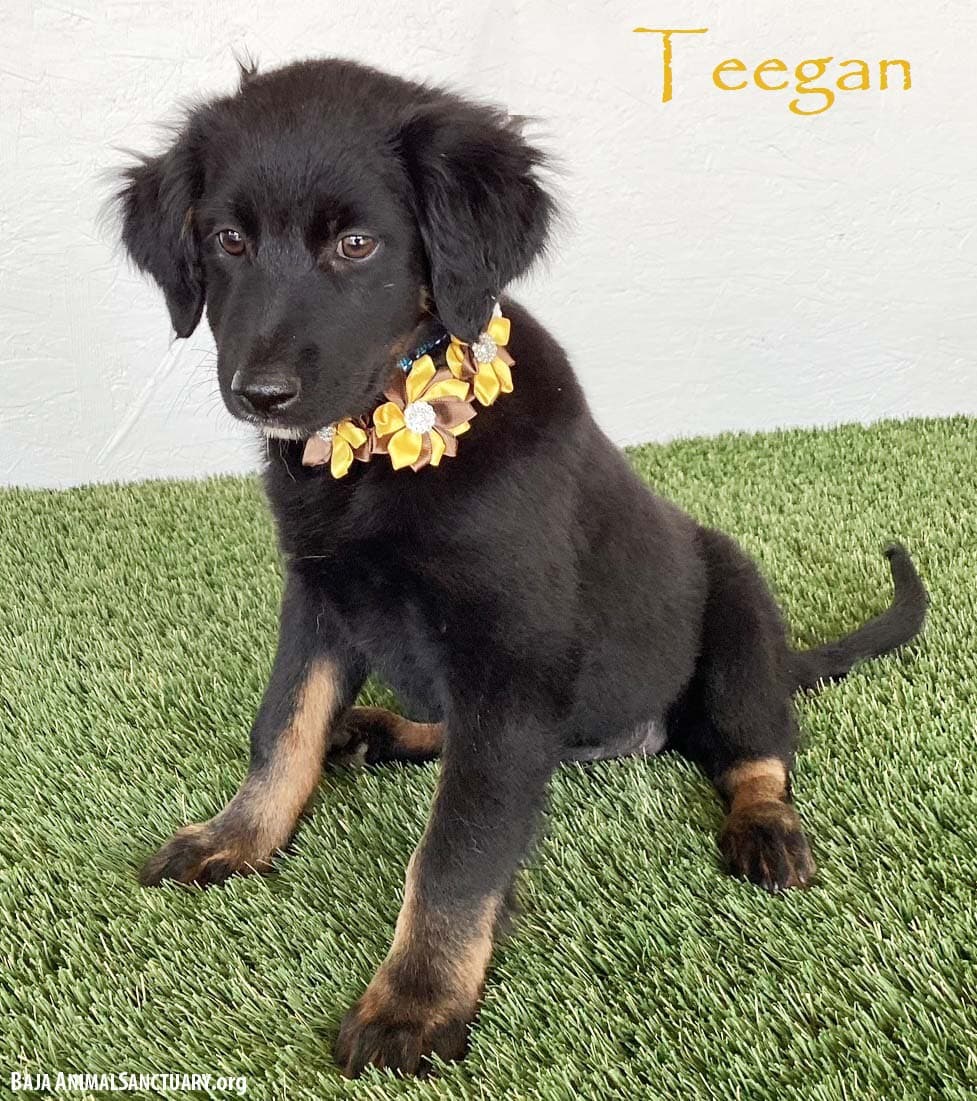 Teegan - Flat-coated Retriever