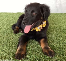 Teegan image 2