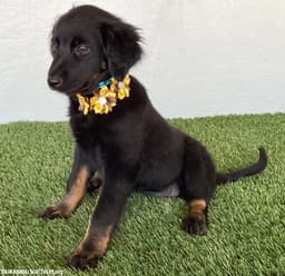 Teegan image 4
