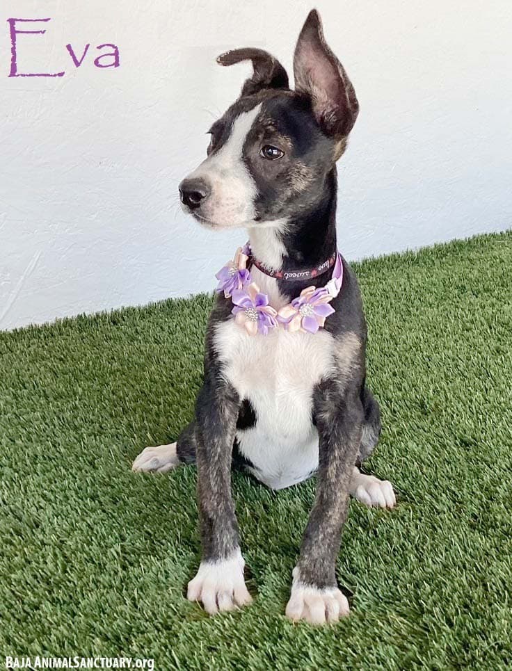 Eva - Rat Terrier