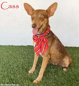 Cass image 1