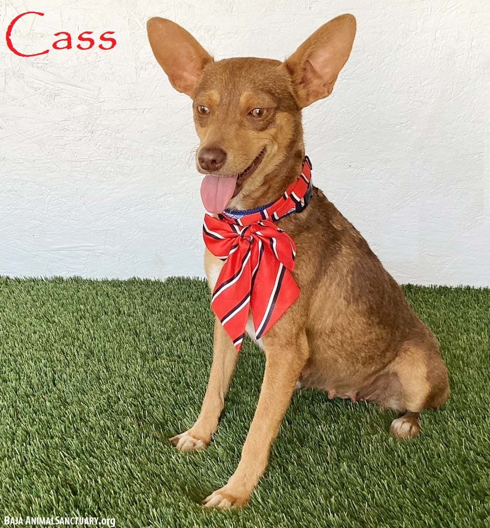 Cass - Australian Kelpie