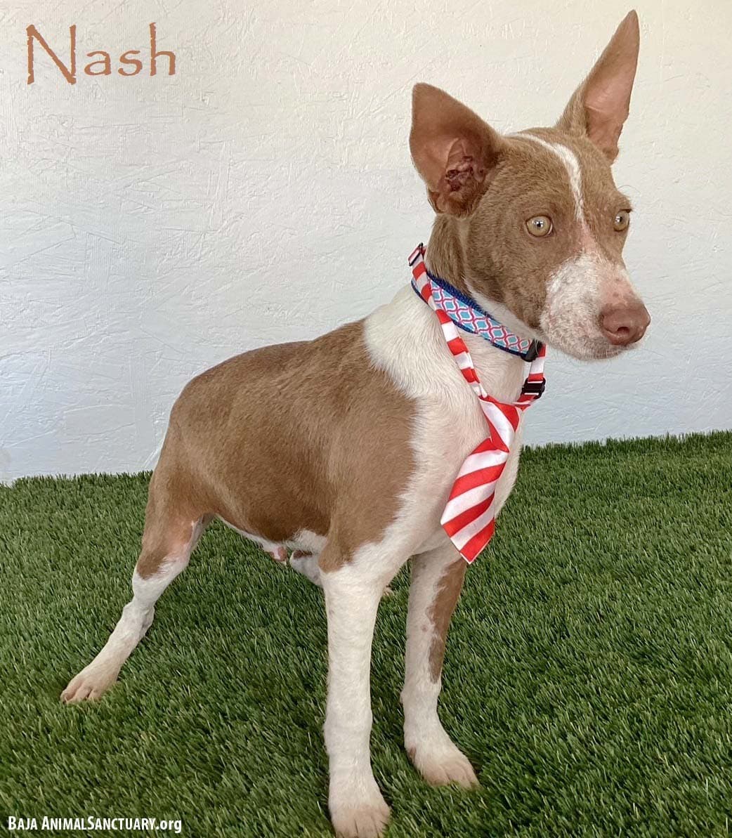Nash - Australian Kelpie