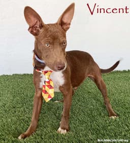 Vincent image 1