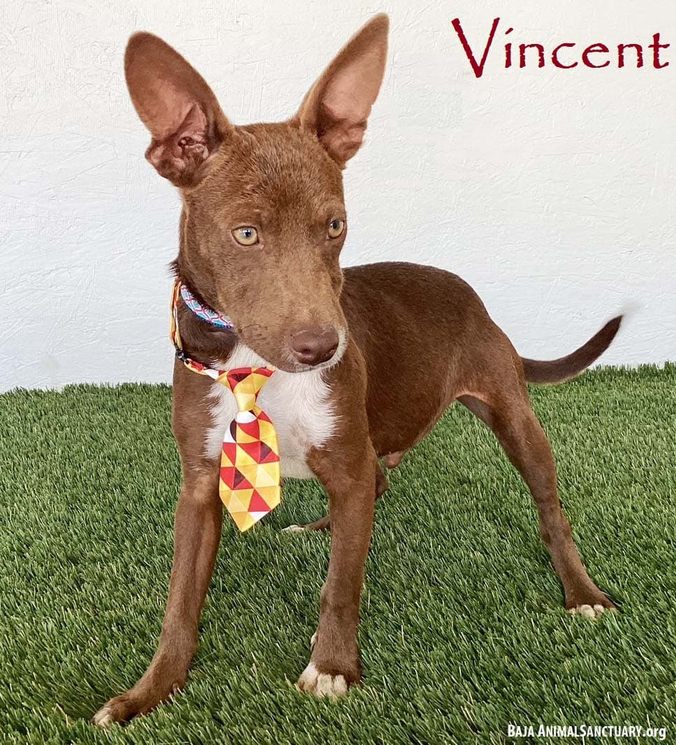 Vincent - Australian Kelpie