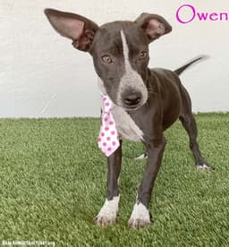 Owen image 1