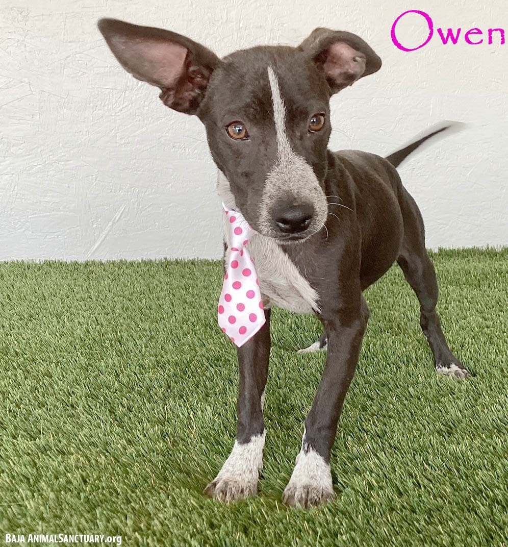 Owen - Australian Kelpie