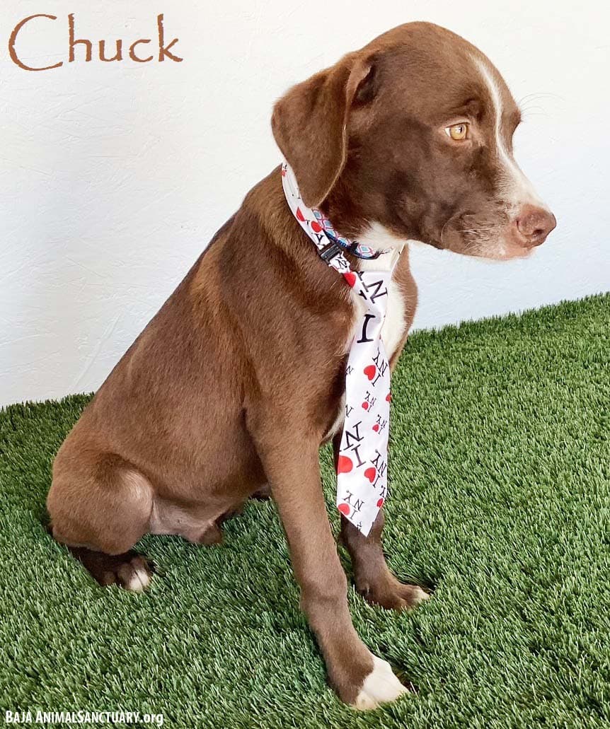 Chuck - Boxer