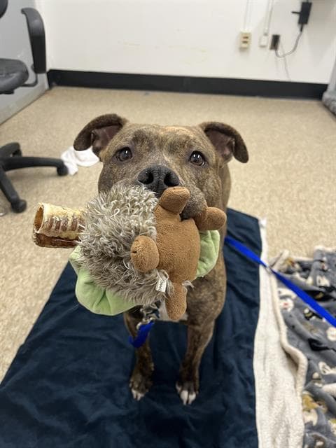 Anastasia - Pit Bull Terrier