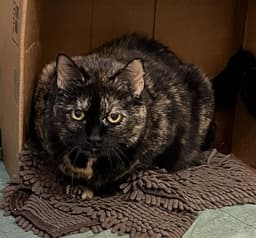 Nina image 1
