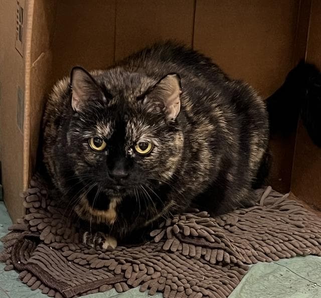 Nina - Domestic Short Hair