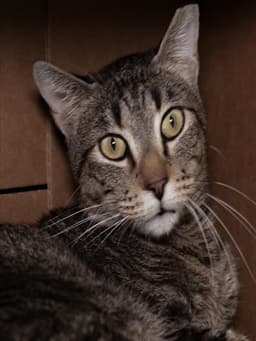Buddy-Fiv image 1