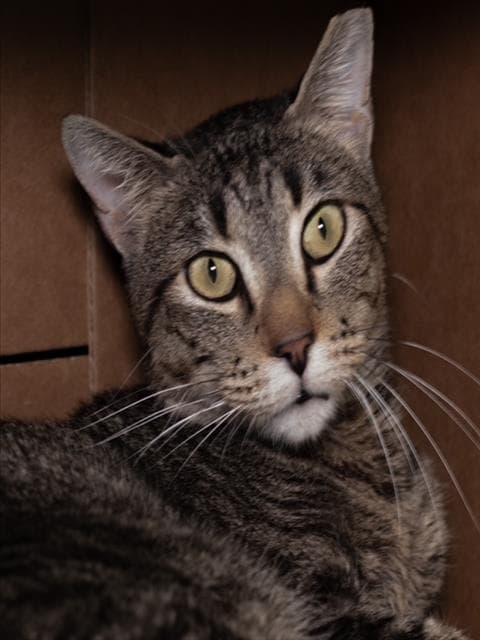Buddy-Fiv - Domestic Short Hair