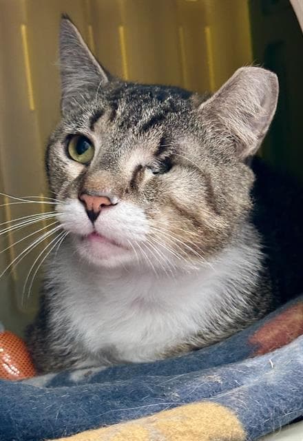Popeye - Domestic Short Hair