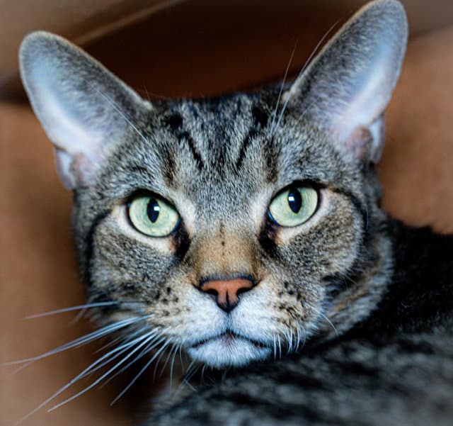 Robert - Domestic Short Hair