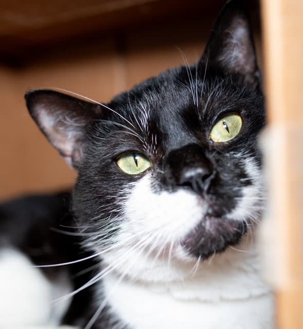 Felix - Domestic Short Hair