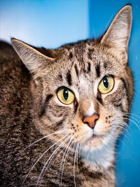 Tabitha - Domestic Medium Hair