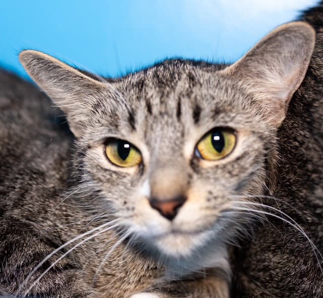 Tara - Domestic Medium Hair