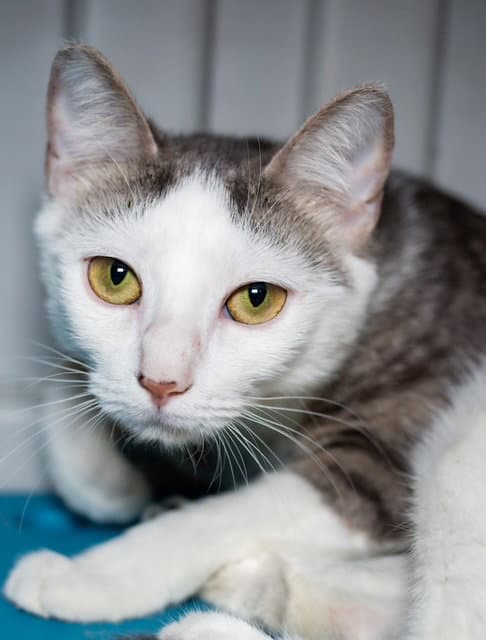 Queen - Domestic Short Hair