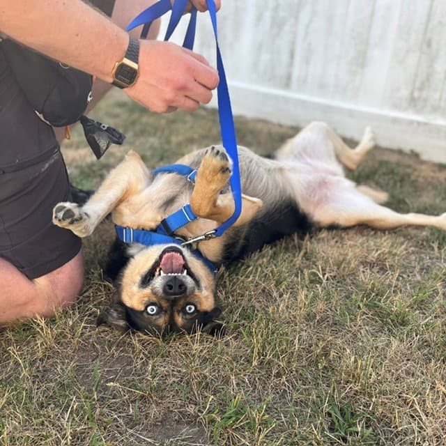 Lola - Australian Shepherd
