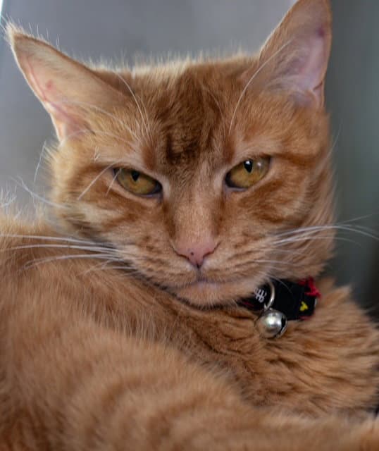 Bailey Girl - Domestic Short Hair
