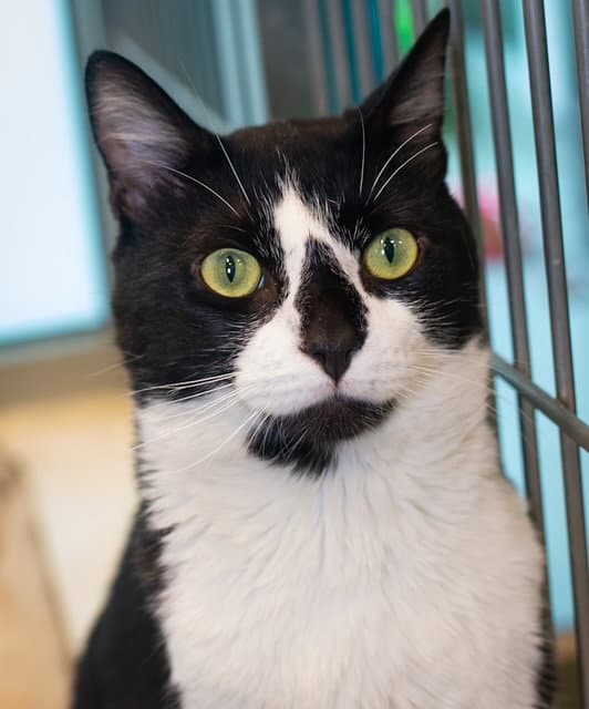 Bug - Domestic Short Hair