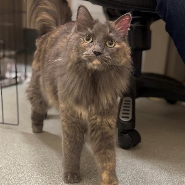 Moochie - Domestic Long Hair