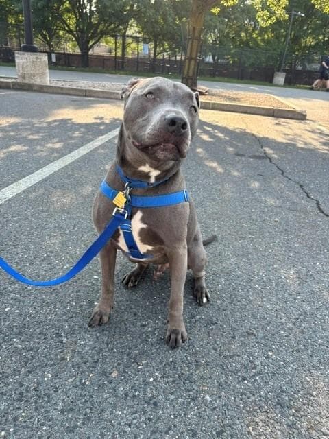 Romeo - Pit Bull Terrier