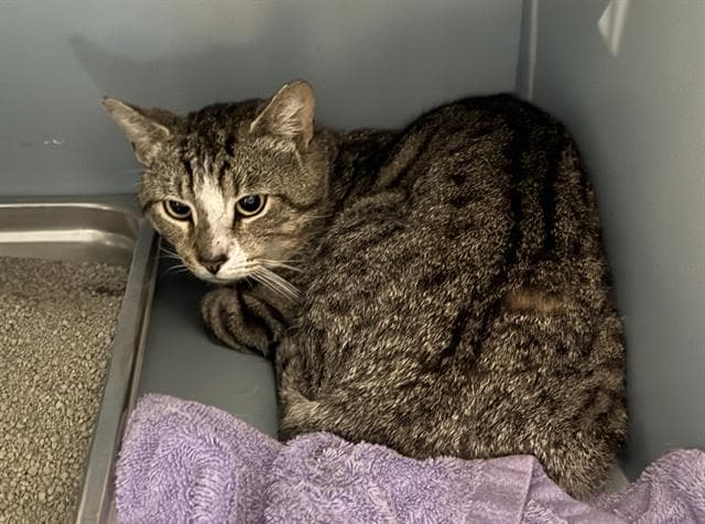 Condor - Domestic Short Hair