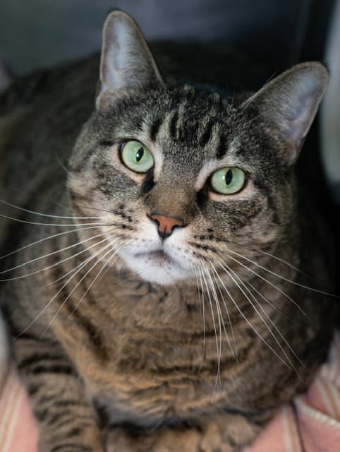 Kitty - Domestic Short Hair