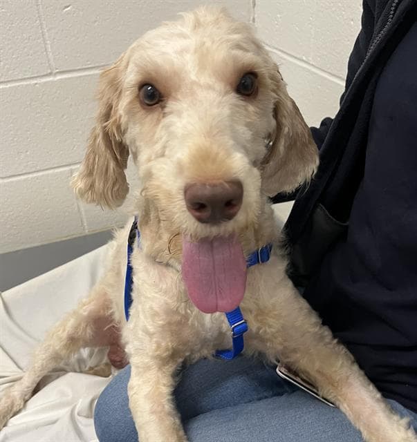 Finn - Poodle (Standard)