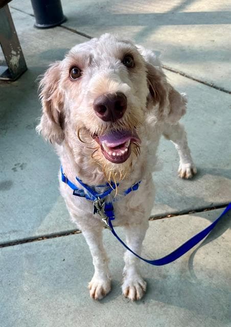 Finn - Poodle (Standard)
