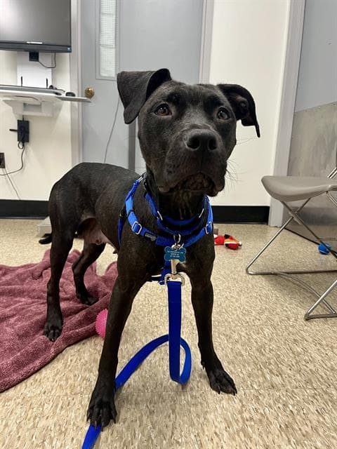 Isle - Pit Bull Terrier