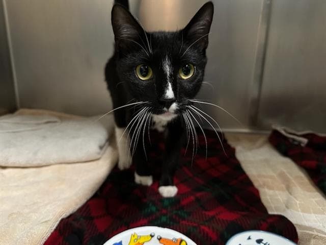 Thomasina - Domestic Short Hair