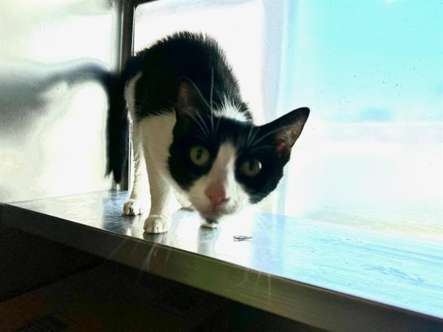 Patches - Domestic Short Hair
