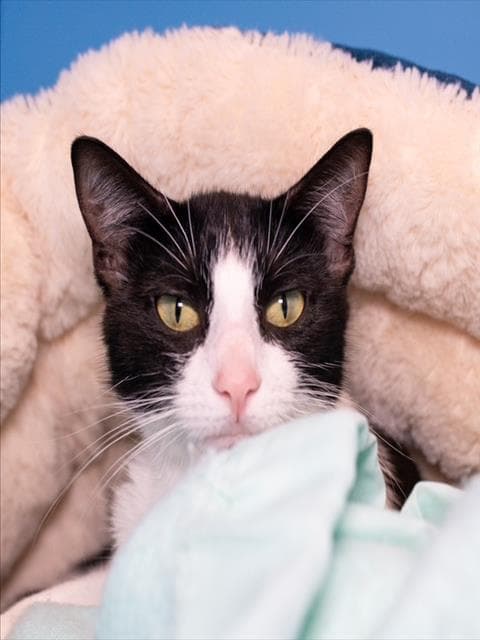 Patches - Domestic Short Hair