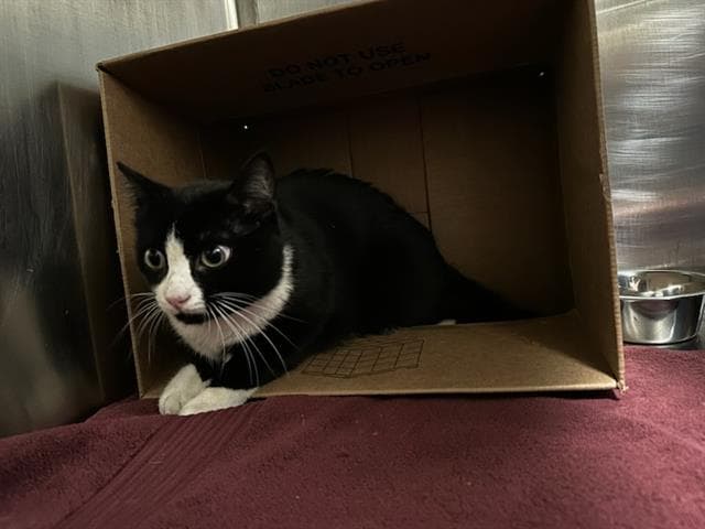 Tulip Osmodeus - Domestic Short Hair