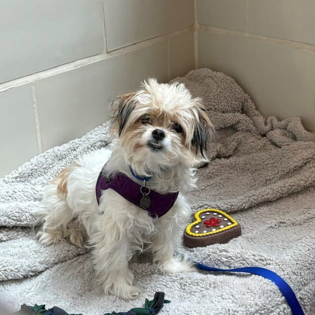 Sundae - Shih Tzu