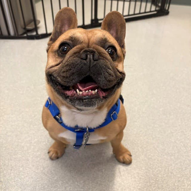 Yoda - French Bulldog