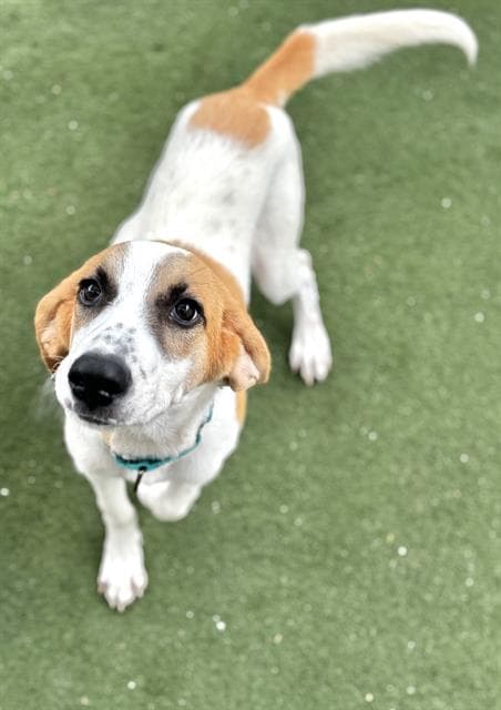 Diane - American Foxhound