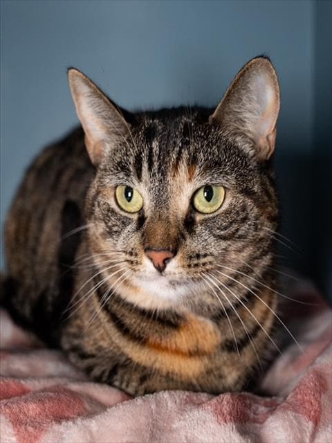Moshi - Domestic Short Hair