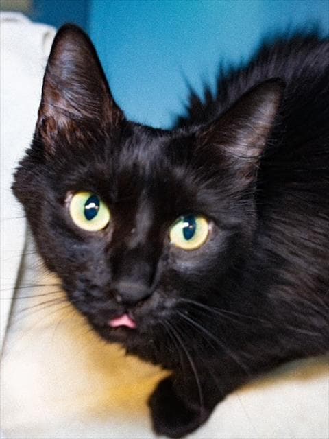 Fruit Cup - Domestic Long Hair
