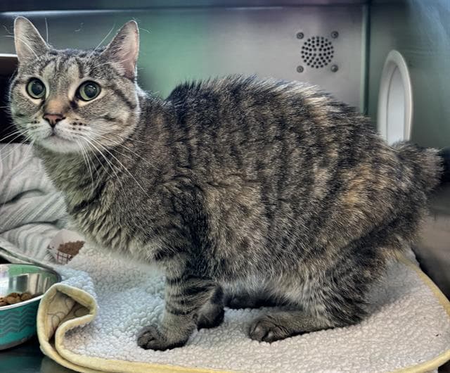 Lulu - Domestic Short Hair